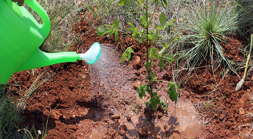 Fidan Dikim Teknikleri