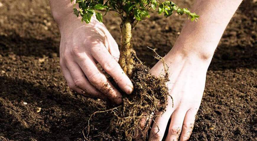 Fidan Dikim Teknikleri