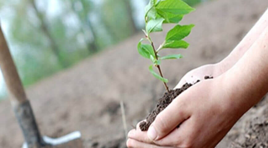 Fidan Dikim Teknikleri